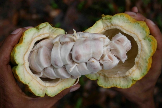 La Fondation mondiale du cacao offre une salle informatique au Lycée moderne d’Abengourou